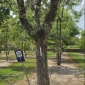 Quercus Suber - 2