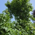 Liquidambar styraciflua - 5