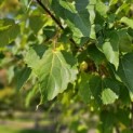 Idesia Polycarpa - 1