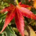 Acer palmatum - 1