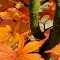 Acer palmatum - 2