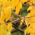 Gymnocladus dioica