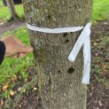 Tilia x europaea - Foto 1