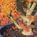 Acer palmatum 'Shishigashira' - 1