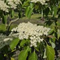 Cornus controversa - 3