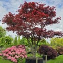 Acer palmatum 'Atropurpureum' - 2
