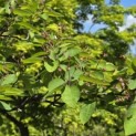 Amelanchier lamarckii - Foto 4