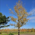 Betula nigra - Foto 1