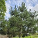 Pinus nigra 'Nigra' - 6