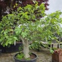 Ficus carica 'Brown Turkey' - Foto 3