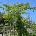 Ginkgo biloba 'Horizontalis' - Foto 1