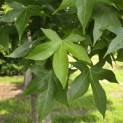 Liquidambar styraciflua - 4