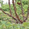 Acer griseum - Foto 7