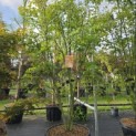 Acer palmatum 'Orange Dream' - Foto 2