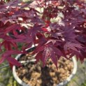 Acer palmatum 'Bloodgood' - Foto 1