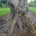 Carpinus betulus - Afbeelding 2