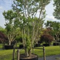 Heptacodium miconioides - 5