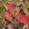 Cornus kousa 'Venus' - 1