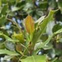 Ilex altaclerensis 'Camelliifolia' - 5