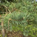 Pinus sylvestris - 3