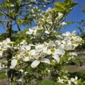 Cornus florida - 2