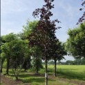 Fagus sylvatica 'Riversii' - mei 2026