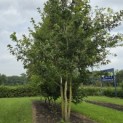 Quercus robur - Foto 2