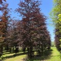 Fagus sylvatica 'Atropunicea' - mei 2026