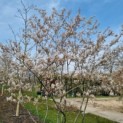 Amelanchier lamarckii - Foto 3