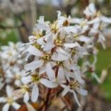 Amelanchier lamarckii - Foto 2