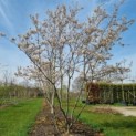 Amelanchier lamarckii - Foto 4