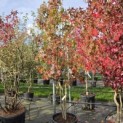 Liquidambar styraciflua - 3