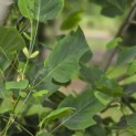 Liriodendron tulipifera 'Aureomarginatum' - Foto 4