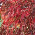 Acer palmatum 'Garnet' - Foto 1