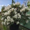 Rhododendron 'Cunningham's White' - 2