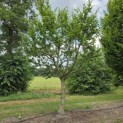 Carpinus betulus - juli 2026