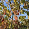 Cornus controversa - Foto 3