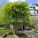 Carpinus betulus 'Pendula' - Impressie volwassen boom.  Dit is een voorbeeld en NIET de boom die u geleverd krijgt.