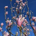 Magnolia 'Heaven Scent' - Foto 1
