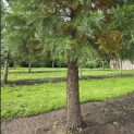 Sequoiadendron giganteum - 1
