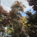 Acer palmatum 'Inaba Shidare' - Foto 5