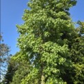 Liquidambar styraciflua - 1