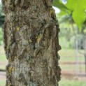 Liquidambar styraciflua - 6