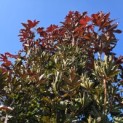 Acer plat. 'Crimson King' - 2