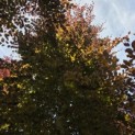 Fagus sylvatica 'Atropunicea' - Foto 1