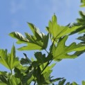 Morus alba Macrophylla - Foto 1