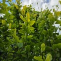 Fagus sylvatica 'Dawyck Gold' - 2