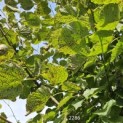 Tilia cordata 'Greenspire' - Foto 1