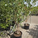 Betula utilis 'Doorenbos' - 2