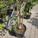 Betula utilis 'Doorenbos' - 1